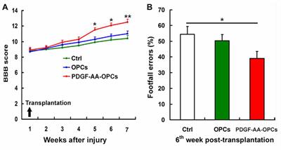 Transplantation of PDGF-AA-Overexpressing Oligodendrocyte Precursor Cells Promotes Recovery in Rat Following Spinal Cord Injury